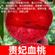地藝 嫁接桃樹(shù)苗特大新品種桃苗早熟晚熟地栽盆栽南方北方種植 貴妃血桃【新品種】 5年嫁接大苗當年結果