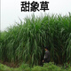 周金祥 甜象草種子多年生四季高產(chǎn)牧草種子畜牧養(yǎng)殖牛羊兔魚黑麥草籽 甜象草一斤
