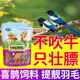 喜鵲飼料幼鳥雛鳥專用糧食壯膘亮羽營養(yǎng)糧四喜鳥伯勞灰喜通用鳥糧 500g 5袋 【買三送二】大戶專享