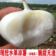 正宗新鮮現挖現發(fā)地瓜白土瓜涼薯帶泥土發(fā)貨沙地種植脆甜 5斤