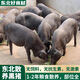 東北散養(yǎng)黑豬土豬肉新鮮現(xiàn)殺農(nóng)家散養(yǎng)黑豬肉五花肉生豬肉特產(chǎn) 前腿帶皮 6 斤【煎炒烹炸燉萬(wàn)能