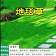 草坪種子草籽矮生四季青庭院綠化四季常青護(hù)坡草籽免修剪草種子 地毯草/斤【高檔場所】