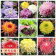 種花迷菊花盆栽植物開(kāi)花大菊花帶花苞乒乓菊長(zhǎng)壽花盆栽植花卉 龍爪菊（ 混色大菊花（苗5棵）
