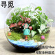 農民老史 桌面植物 微景觀(guān) 創(chuàng  )意植物 迷你盆栽 DIY植物 苔蘚生態(tài)瓶 尋覓(10cm斜口)