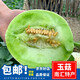 兄盟鮮果正宗南匯特產(chǎn)玉菇甜瓜當季時(shí)令新鮮水果白皮青瓤玉菇白瓜 精選大果5斤2個(gè)裝