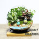 農(nóng)民老史 桌面植物 微景觀 創(chuàng)意植物 迷你盆栽 DIY植物 苔蘚生態(tài)瓶 小梅龍貓(12cm斜口帶墊子)