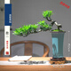 羅漢松盆景室內(nèi)擺件綠植造景植物桌面中式風(fēng)茶室造型懸崖老樁盆栽 款二 配紫砂盤 帶盆栽好