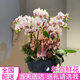植伴年宵花蝴蝶蘭盆栽真鮮花速遞同城配送店生日喬遷商務用花開業(yè)花卉 【大展宏圖】6株蝴蝶蘭盆栽 花盆類似