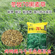 冬牧70黑麥草種子耐旱耐寒四季高產(chǎn)豬牛羊魚兔飼用牧草種子批發(fā) 國產(chǎn)冬牧70黑麥種子【普通型】 【大籽】5斤