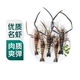 鮮活羅氏沼蝦15-20只/500g