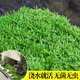 臨雅青苔蘚鮮活微景觀綠植盆景桌面假山造景材料永生白發(fā)短絨源頭直發(fā)