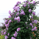 景郁春 JIRYUCUR薔薇花苗藤本月季庭院爬藤植物臺(tái)花卉四季開花薰衣草花環(huán)源頭直發(fā)