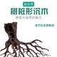 森淵（SENYUAN） 紫柚木精品天然魚(yú)缸造景沉木秒沉大號免煮樹(shù)樁樹(shù)根曬龜臺造景木 （樹(shù)樁）（樹(shù)洞）聯(lián)系客服挑選