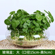 愛(ài)你一萬(wàn)年銅錢(qián)草水培植物辦公室內盆栽客廳桌面綠植花卉趣味水養金錢(qián)草 銅錢(qián)草一盆含【15*9玻璃水仙盆】
