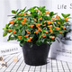 意軒金魚花吊蘭杜鵑花盆栽花卉室內(nèi)綠植辦公室盆栽盆景綠色植物吊蘭 金魚吊蘭一盆不含盆