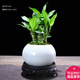幼薇富貴竹室內(nèi)植物節(jié)節(jié)高桌面綠植帶根好養(yǎng)步步高花卉文昌竹客廳盆栽 富貴竹叢林+白色琉璃盆+圓形底盤 帶盆栽好
