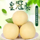 栩季（XUJI）河北皇冠梨 當(dāng)季新鮮水果雪梨子 精選脆甜多汁冰糖大白梨整箱 10斤