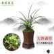 劉閣蘭花蘭花春蘭多瓣蝶奇花 大唐盛世 冬帶花苞室內(nèi)室外綠植蘭草花卉盆栽 4苗連體裸根