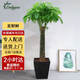 Only you【兩小時(shí)達(dá)】發(fā)財(cái)樹大型盆栽綠植花卉室內(nèi)客廳辦公室開業(yè)喬遷送禮 單杠發(fā)財(cái)樹