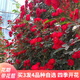 蘇藝緣爬藤月季花苗薔薇花苗藤本月季四季開(kāi)花藤曼玫瑰濃香爬藤植物花卉 四季開(kāi)花紅木香 1米-1.3米高大苗