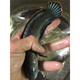 淡水雷龍魚(yú)活體彩虹雷龍藍帆魚(yú)耐觀(guān)賞魚(yú)兇猛觀(guān)賞魚(yú)熱帶魚(yú)南鱧七彩 加熱包 最低溫度低于0度地區需拍
