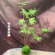 苔玉紅觀音竹苔蘚球紅桿觀音竹水培竹子室內(nèi)水養(yǎng)綠植四季常青盆景 苔玉紅觀音1球