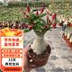 歐芽沙漠玫瑰盆栽老樁室內(nèi)多色陽臺花卉綠植盆景多肉 紅色 十年苗【原土袋】