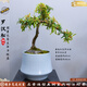 潮裕盆景高端羅漢松造型地景樹(shù)室內(nèi)植物庭院迎客松真樹(shù)老樁客廳辦公室盆景 中式紅芯羅漢松67 帶盆栽好