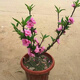 虞潤 壽星桃苗重瓣桃花壽心桃盆栽盆景桃樹(shù)苗樹(shù)耐寒帶花苞陽(yáng)臺植物 壽星桃【粉花】 3年苗