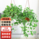 行湘常春藤吊蘭綠植盆栽辦公室165#金邊常春藤塑料原盆2盆裝 源頭直發(fā)