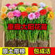 重瓣太陽(yáng)花苗死不了夏季耐熱植物陽(yáng)臺庭院室內好養易種花卉盆栽 太陽(yáng)花苗【混色 10株】原土無(wú)盆