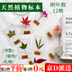 東之天地 樹葉植物標本干花書簽押花裝飾手工diy材料美術(shù)課課材認知卡片 12枚樹葉標本【款式不重復(fù)】