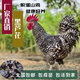 一斤半斤三斤左右山東汶上蘆花雞苗黑白蘆花雞活苗蛋雞活苗半大雞 1斤左右黑蘆花10只