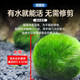 YEE綠藻球水族箱魚(yú)缸造景水草水藻球蝦缸海藻球草缸水草觀(guān)賞球好養 大號3-3.5cm左右(泡水后)