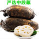 格沃斯（GEWOSI）【現挖現發(fā)】湖北洪湖粉脆藕新鮮煲湯藕青泥巴藕面藕燉湯粉糯蓮藕 3斤粉藕優(yōu)質(zhì)中段煲湯