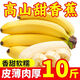 云南香蕉新鮮正宗現(xiàn)摘當(dāng)季新鮮水果整箱高山蘋果香蕉非廣西大芭蕉 帶箱9 - 10斤