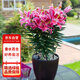 花行榜進(jìn)口香水百合花種球盆栽花卉綠植物室內陽(yáng)臺 粉色5顆源頭直發(fā)