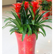 草莊鴻運當頭 鳳梨花 鐵蘭 室內客廳陽(yáng)臺綠植盆栽花卉 大型盆景植物 3課一盆40到50厘米高 不含盆