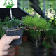 五針?biāo)膳杈熬G植花卉精品日本大阪松小苗五針?biāo)膳杈皹錁对煨投提樇藿用缒琼毮锼蓸浜谒?語墨 黑松懸崖造型【3-4頭】 不含盆