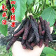 果桑苗臺灣四季長(cháng)果桑葚樹(shù)苗嫁接無(wú)籽大十桑葚苗盆栽庭院果樹(shù)果苗 臺灣長(cháng)果桑兩年苗 70cm(含)-79cm(含)