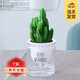 櫻霞【順豐上門(mén)】花卉植物室內桌面凈化空氣水培小綠植好養活驅蚊盆栽 【限量9.9】萬(wàn)重山+懶人盆  帶盆