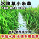 優(yōu)質(zhì)小米草種子湖南稗子耐旱耐水淹魚塘養(yǎng)殖魚蝦蟹雀葉稗水草種孑 優(yōu)質(zhì)雀葉稗小米草種子 一斤裝凈籽【粒粒精選】