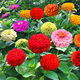播種心情太陽(yáng)花種子重瓣混色四季開(kāi)花庭院陽(yáng)臺(tái)盆栽易活室內(nèi)外 百日草1000粒 混色花+肥料
