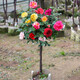 源乙彩嫁接樹(shù)狀月季樹(shù)樁月季大花濃香四季開(kāi)花庭院盆栽地栽棒棒糖月季樹(shù) 多色D款 1公分當(dāng)年開(kāi)花