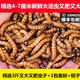 非常寵（精選）大麥蟲黃粉蟲面包蟲活體釣魚餌烏龜食物倉鼠龍魚鳥類飼料 精選3斤又大又肥蟲子+1包麥麩+鉗子 4-7CM