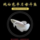 泰國斗魚(yú)母魚(yú)七彩婚紗尾觀(guān)賞魚(yú)桌面小寵物小型熱帶淡水魚(yú)好養包郵 精品【白色母魚(yú)】可繁殖