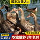 鄉(xiāng)公館老鴨子土鴨子生鮮老鴨整只正宗土鴨農(nóng)家散養(yǎng)新鮮鴨肉水鴨麻鴨現(xiàn)殺 精品3年老麻鴨1只【買1送1】
