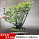 卓美御庭小葉紫檀盆景名貴精品盆栽老樁室內(nèi)造型綠植擺件原生臺灣進口真樹 小葉紫檀11號