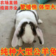 新品巨兔喜馬拉雅兔子活物大型肉兔子苗幼崽兔子活體家養大型兔苗 純種花色 一公一母【能繁殖】