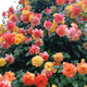 墨一藤本月季爬墻玫瑰薔薇庭院四季開(kāi)花 藤彩虹1.5-1.6M 源頭直發(fā)